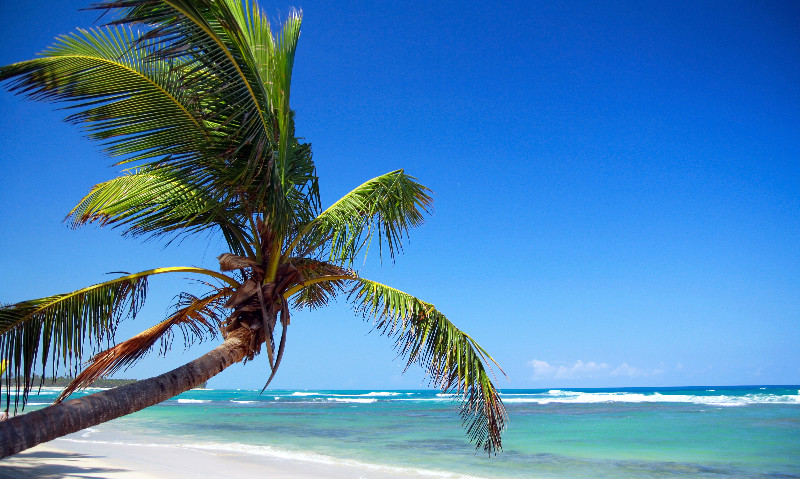 Palms on tropical beach